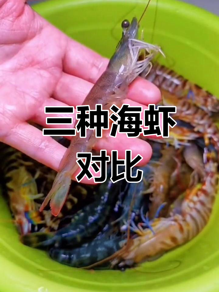 竹节虾与九节虾的区别解析