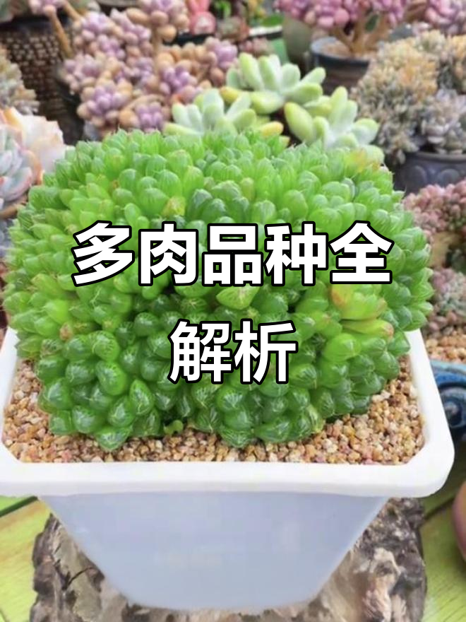 常见多肉品种大揭秘:从芦荟到玉山十七宝树