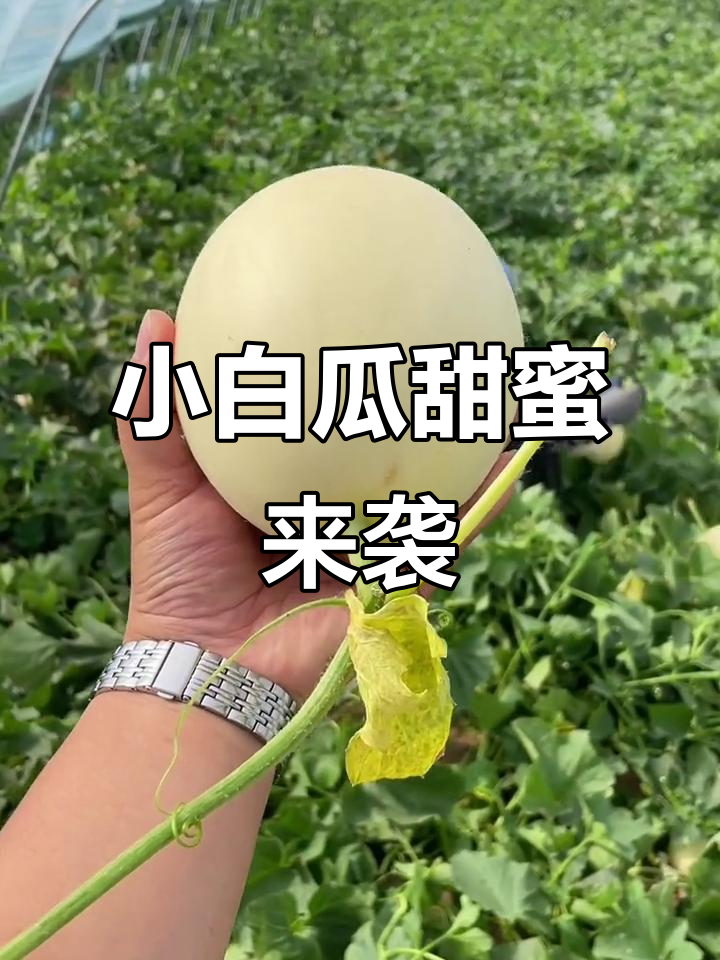 香甜小白瓜,吃上一口就停不下来!
