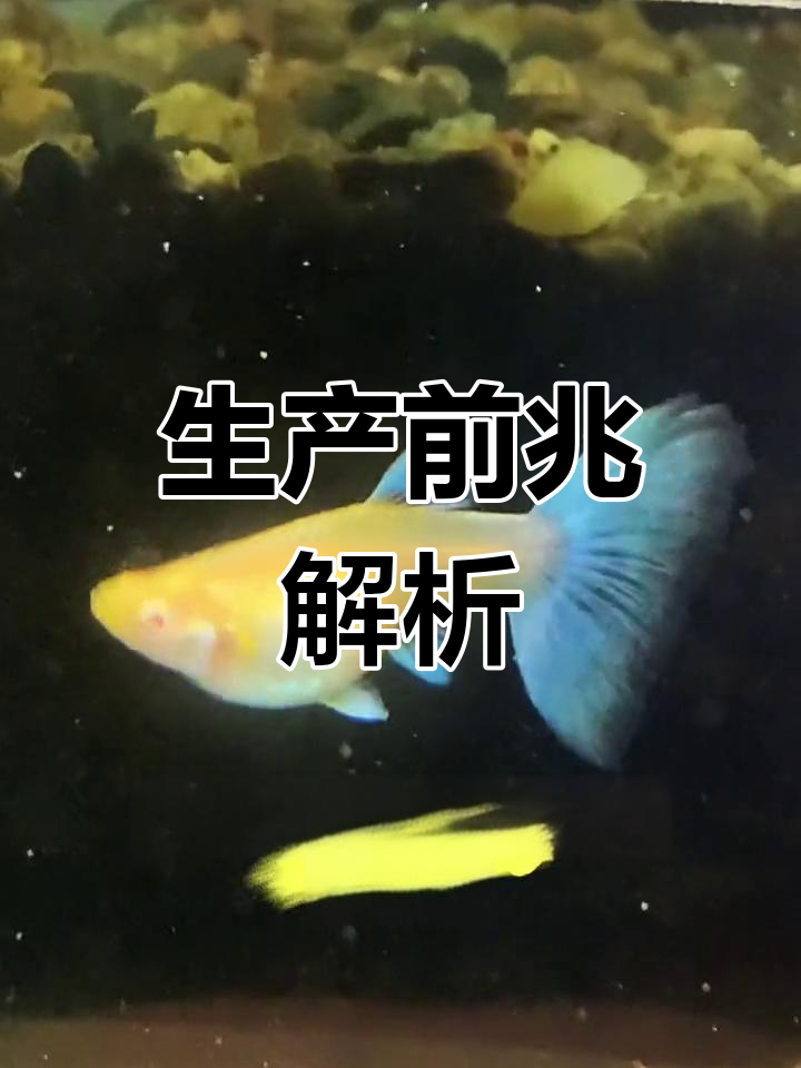孔雀鱼即将生产,这些征兆你得知道!