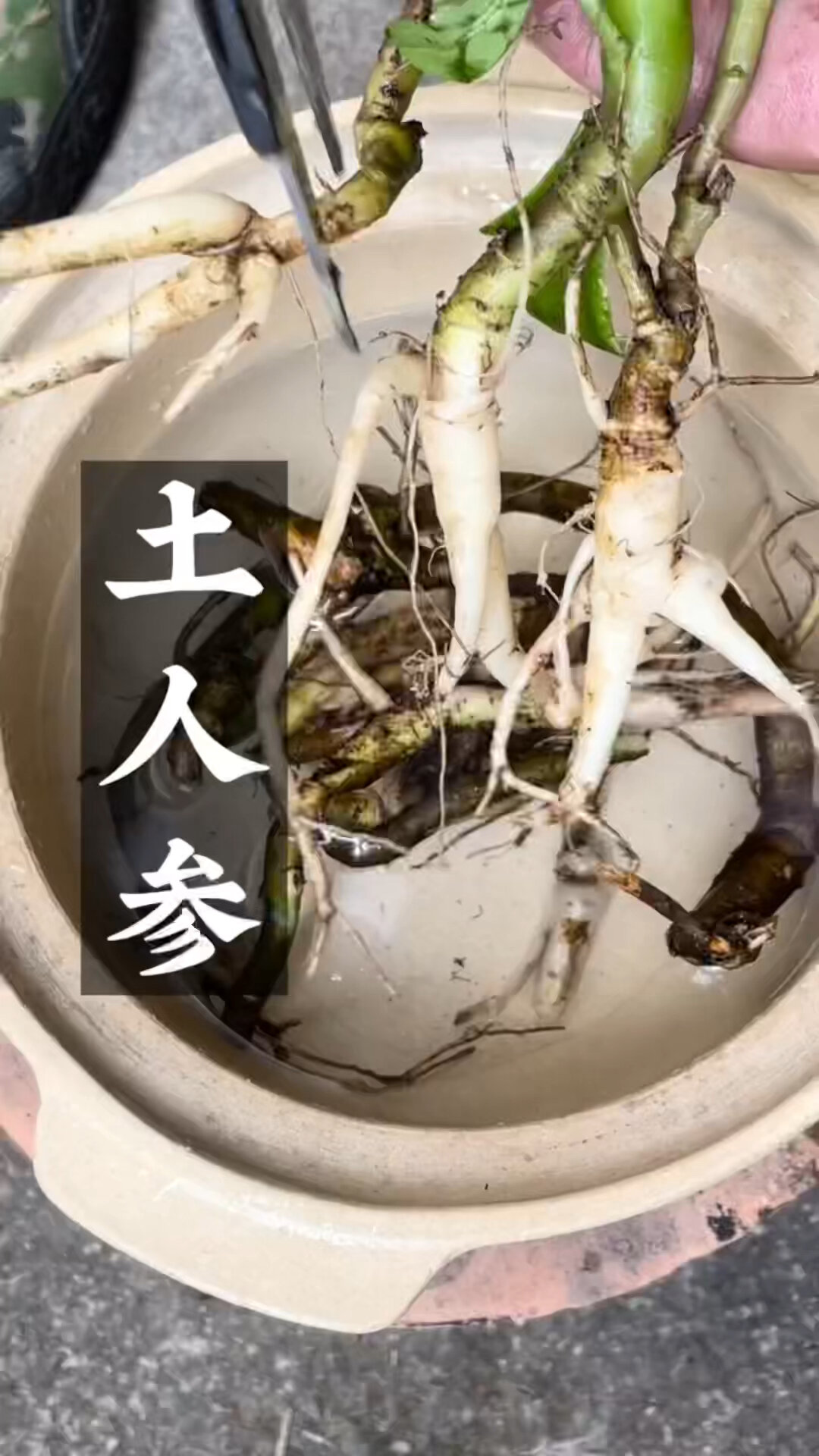 土人参的功效与作用!你知道吗?