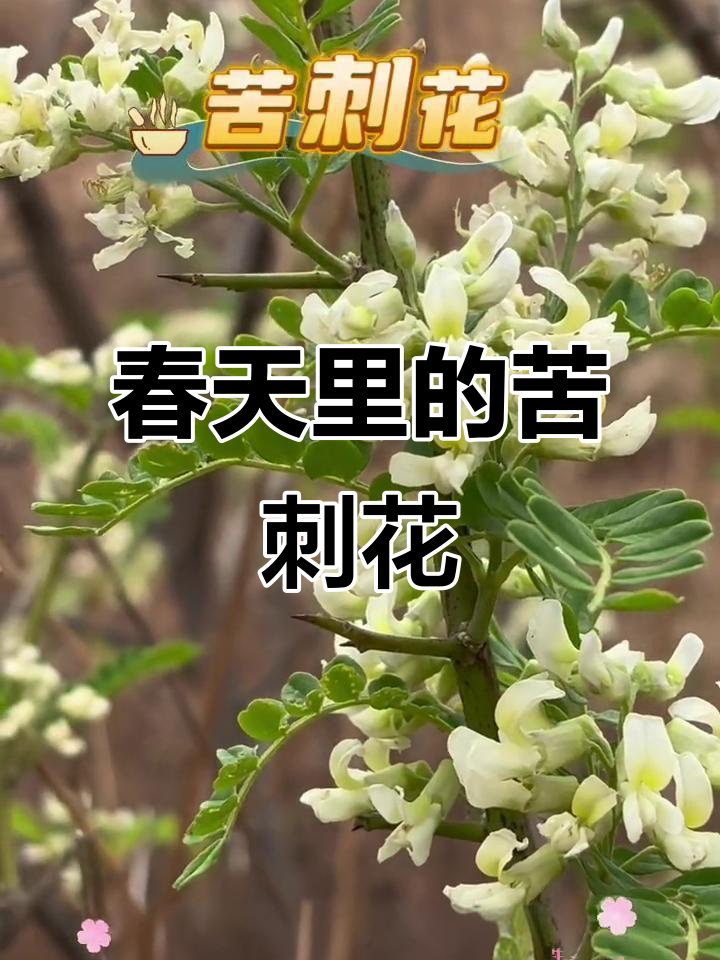 春天的苦刺花,煎鸡蛋的独特美味与美容秘密