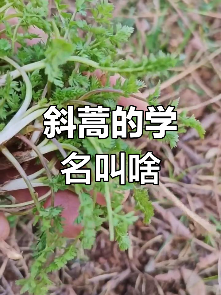 斜蒿的学名是什么?这种野菜的味道超鲜美