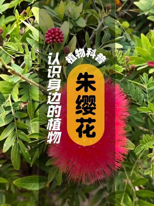 朱缨花 I 植物科普 朱缨花豆科朱缨花属的多年生木本植物 头状花序腋生,花冠淡紫红色;朱缨