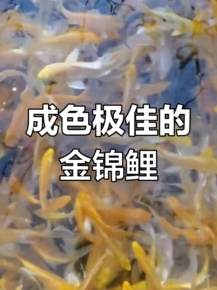 黄金锦鲤与龙凤长尾的美丽邂逅,观赏鱼中的极品
