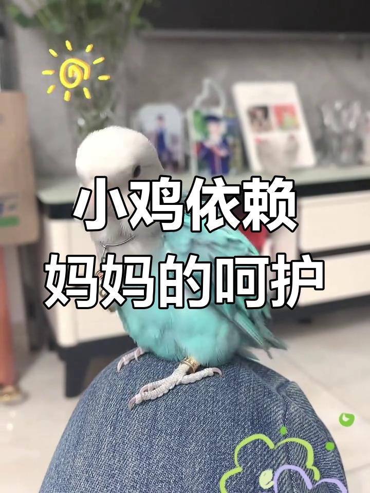粘人小鸡的可爱日常,妈妈照顾得无微不至