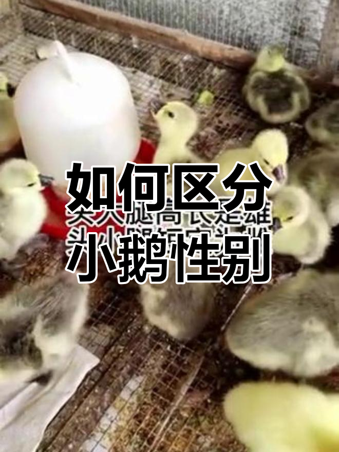 小鹅公母分辨技巧,一看就懂!