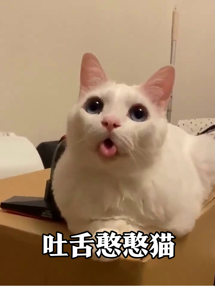 白猫吐舌卡壳半小时,这表情包承包一年笑点