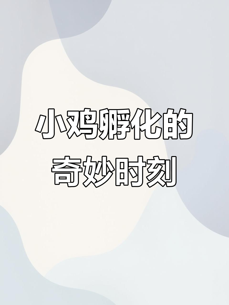 小鸡孵化全过程,蛋壳宝宝出生记