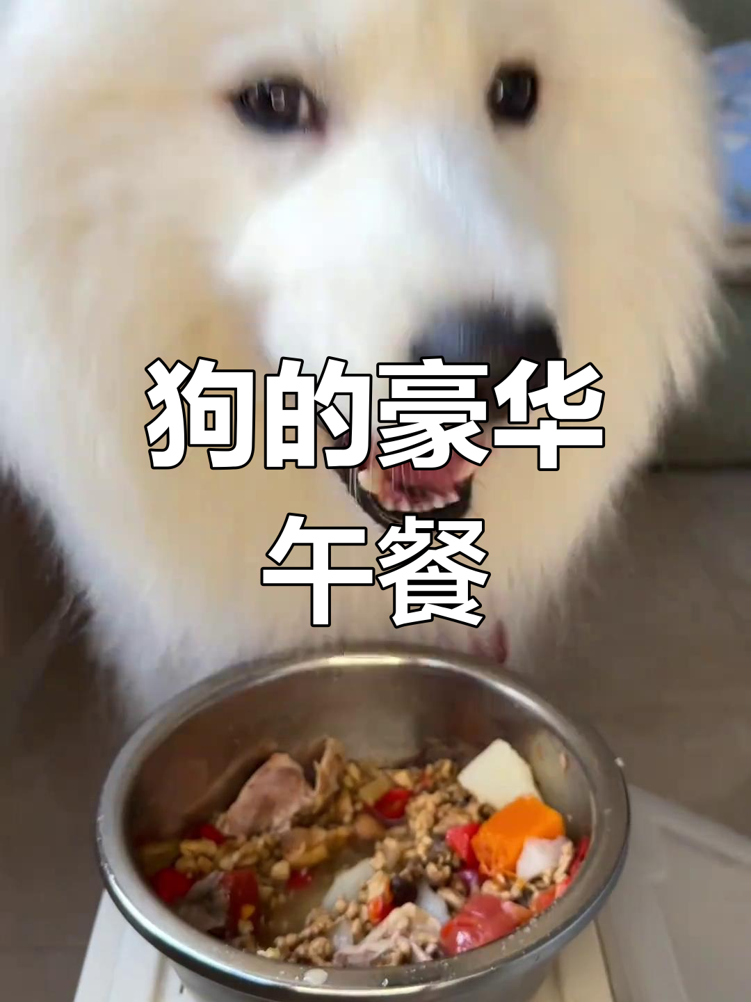 干饭狗的日常:山药炖鸭腿、南瓜蓝莓大餐
