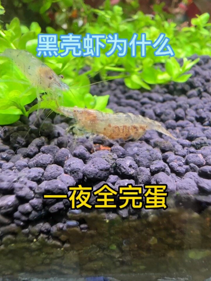 黑壳虾为什么容易阵亡
