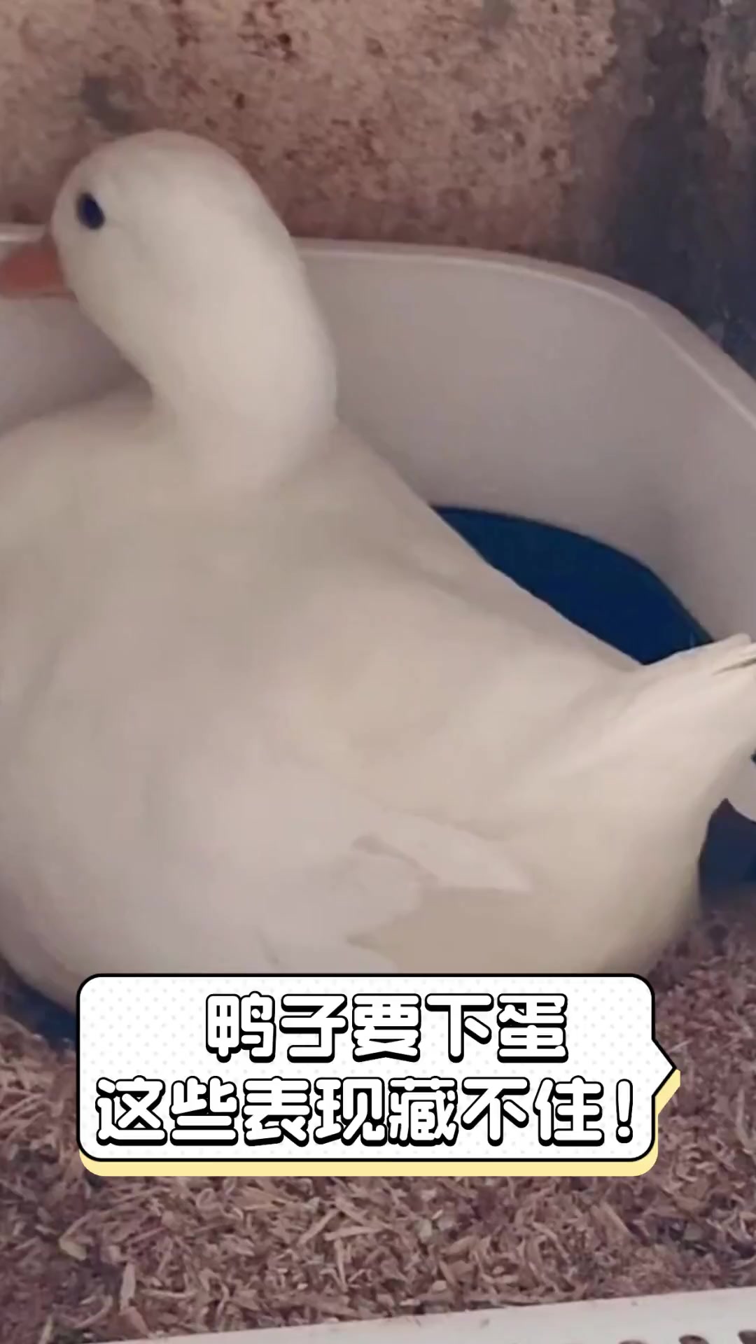 鸭子要下蛋,这些表现藏不住!