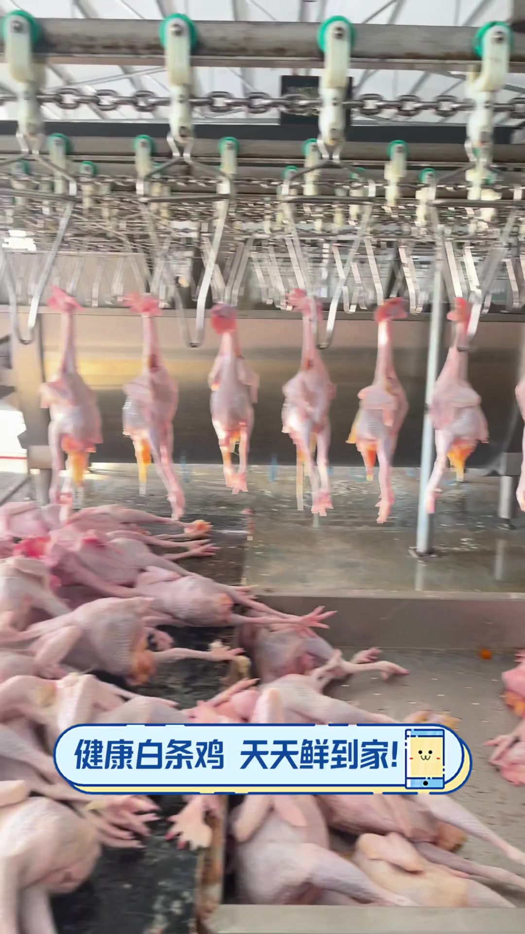 健康白条鸡,天天鲜到家!