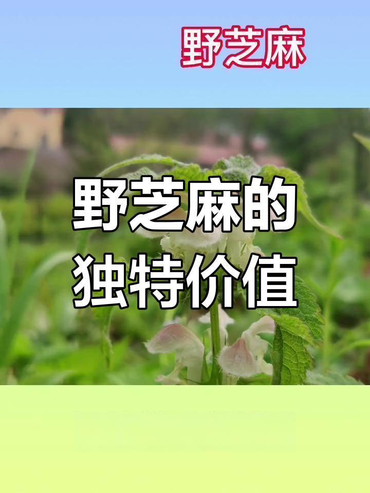 长白山野芝麻:素菜宝藏与美丽景观
