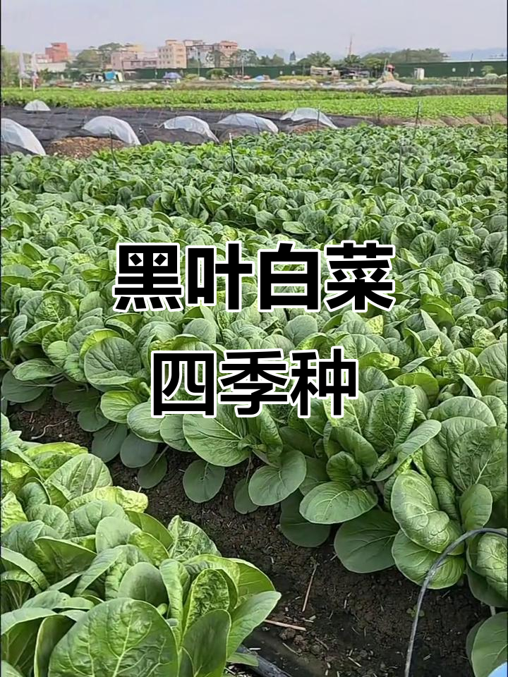 粤美9号黑叶小白菜,四季种植,耐热高产
