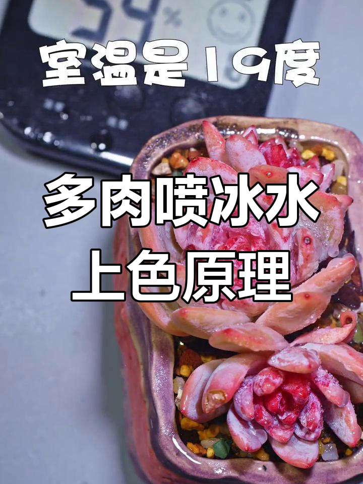 冰水降温能提升多肉上色效果?