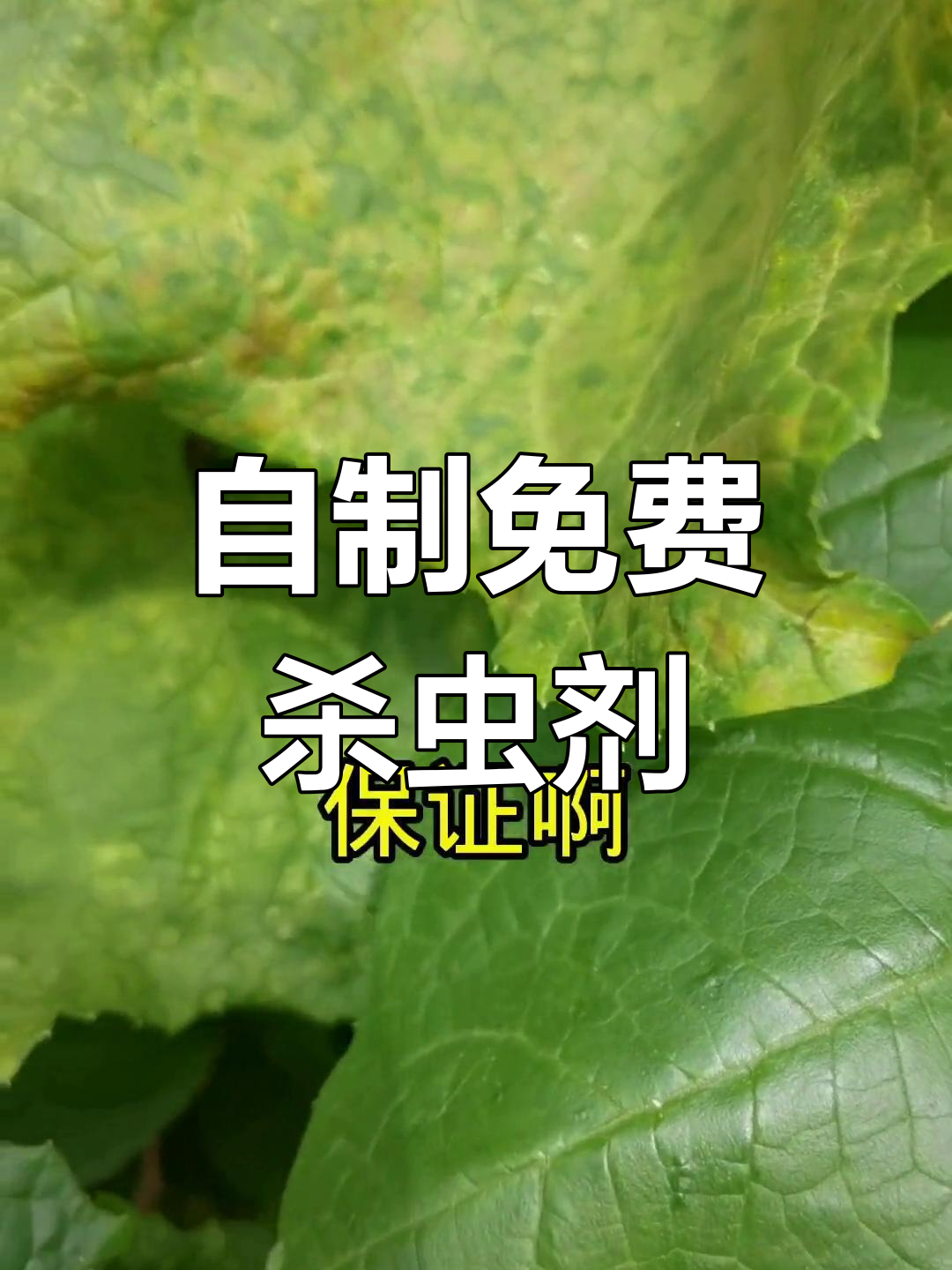 用白醋和白酒自制杀虫剂,蔬菜大棚必备!
