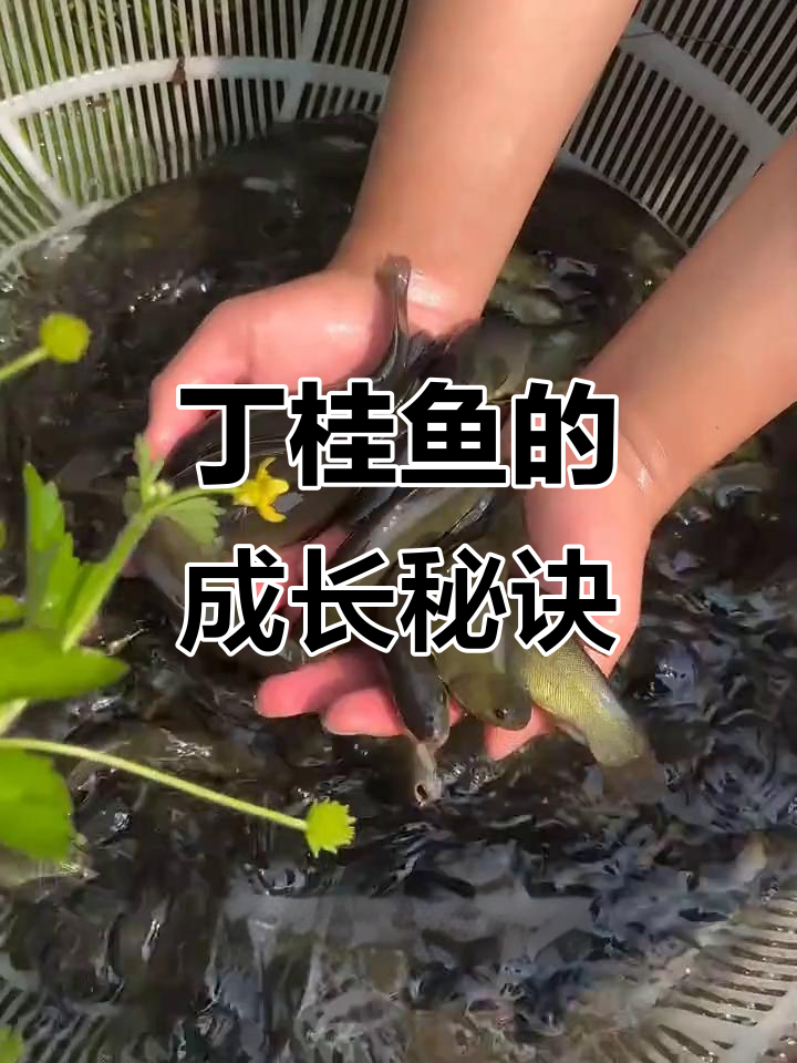丁桂鱼杂食性强，藻类与五谷皆可吃，一年能长不少