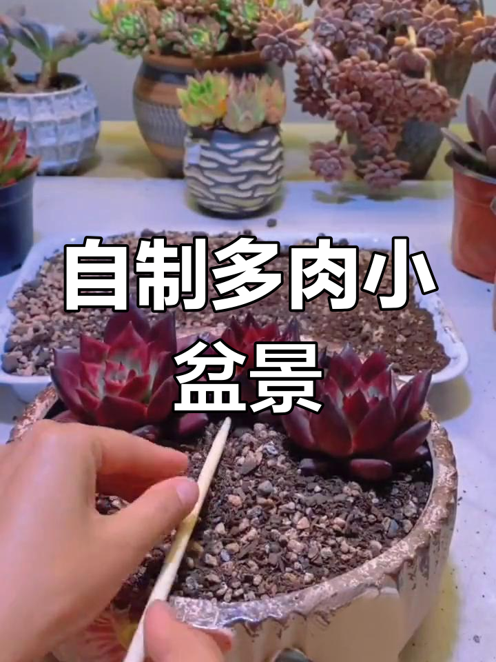 DIY多肉拼盘造型,打造个性化小盆景