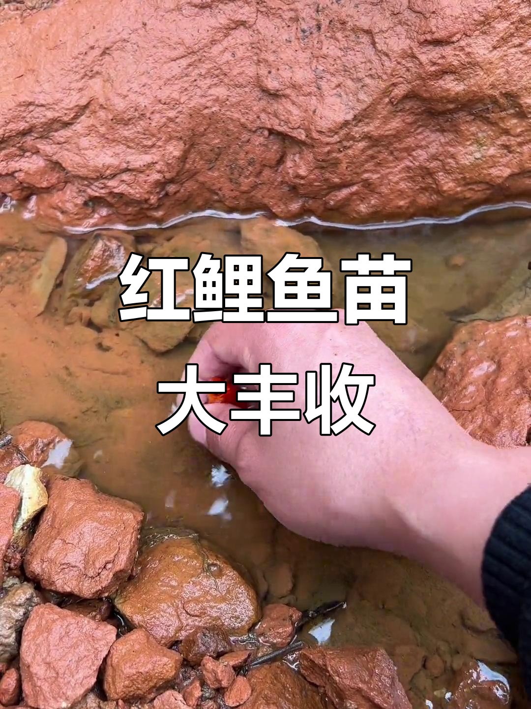 菜园辣椒枯萎,意外发现红鲤鱼苗