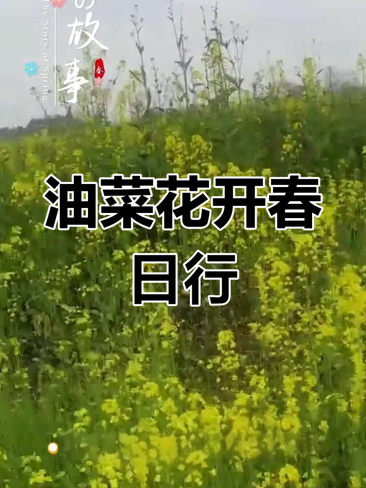 奔向油菜花盛开的春天,感受大自然的魅力