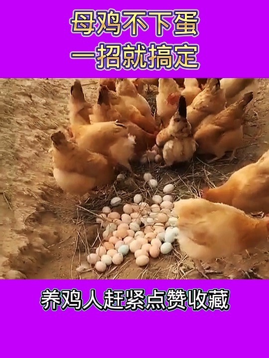 母鸡不下蛋,一招就搞定,你会了吗?