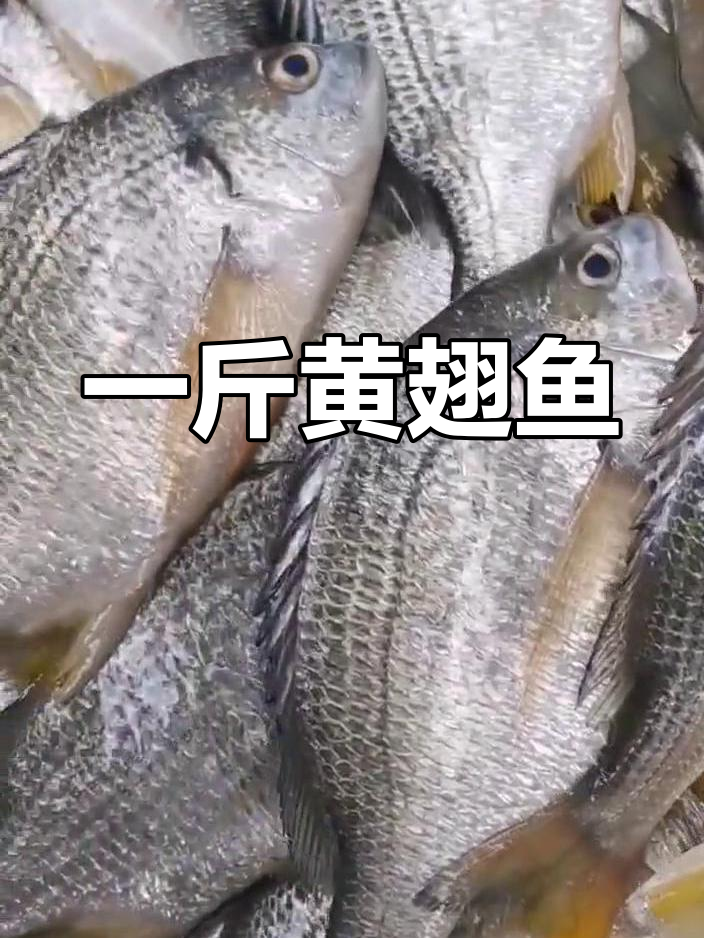 野生黄翅鱼,一斤1-2条,鲜美无比