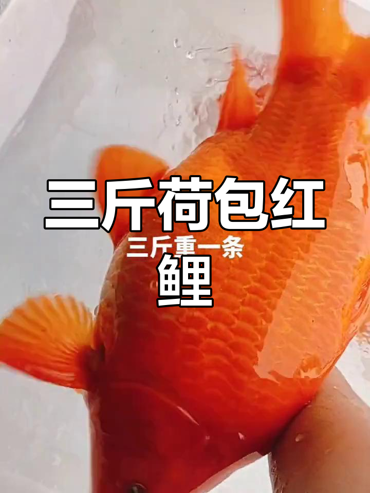 纯种荷包红鲤鱼,三斤大条