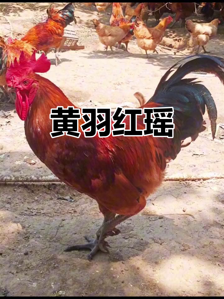 改良红瑶母鸡,黄羽金身,产蛋力强,适合多种养殖环境