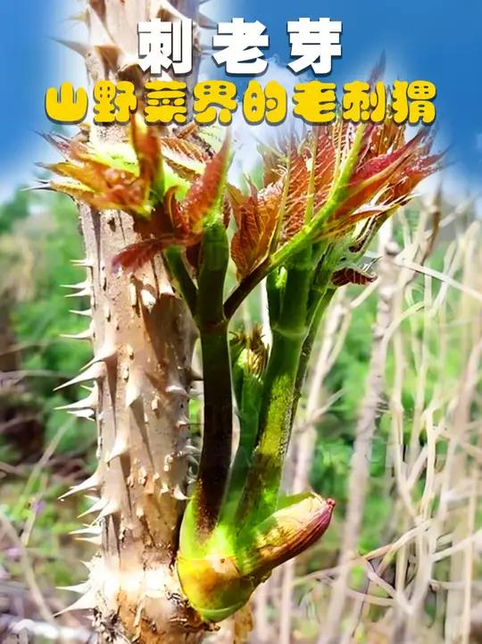 山野菜界的老刺猬:刺老芽 刺老芽的中文学名叫楤木,又称刺嫩芽、刺老苞,刺龙芽、树头菜等。质