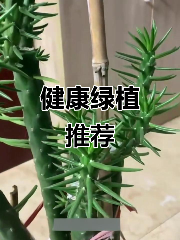 沙漠将军柱,懒人必备!耐旱又清新,守护健康每一刻