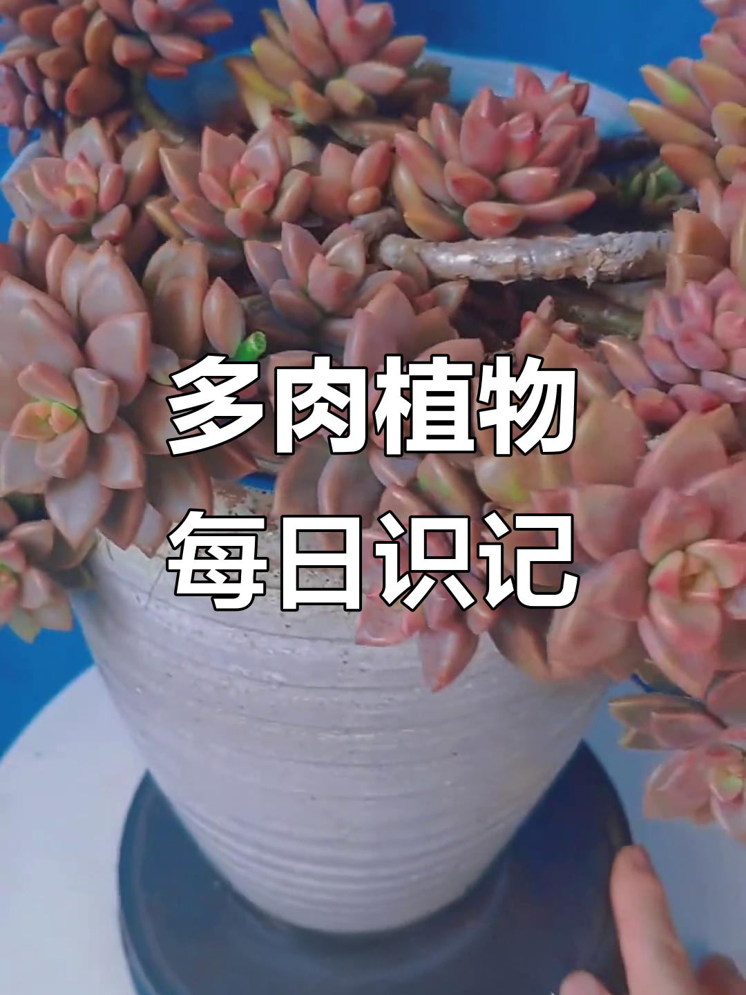 每天认识十种多肉植物,带你了解不同品种的魅力