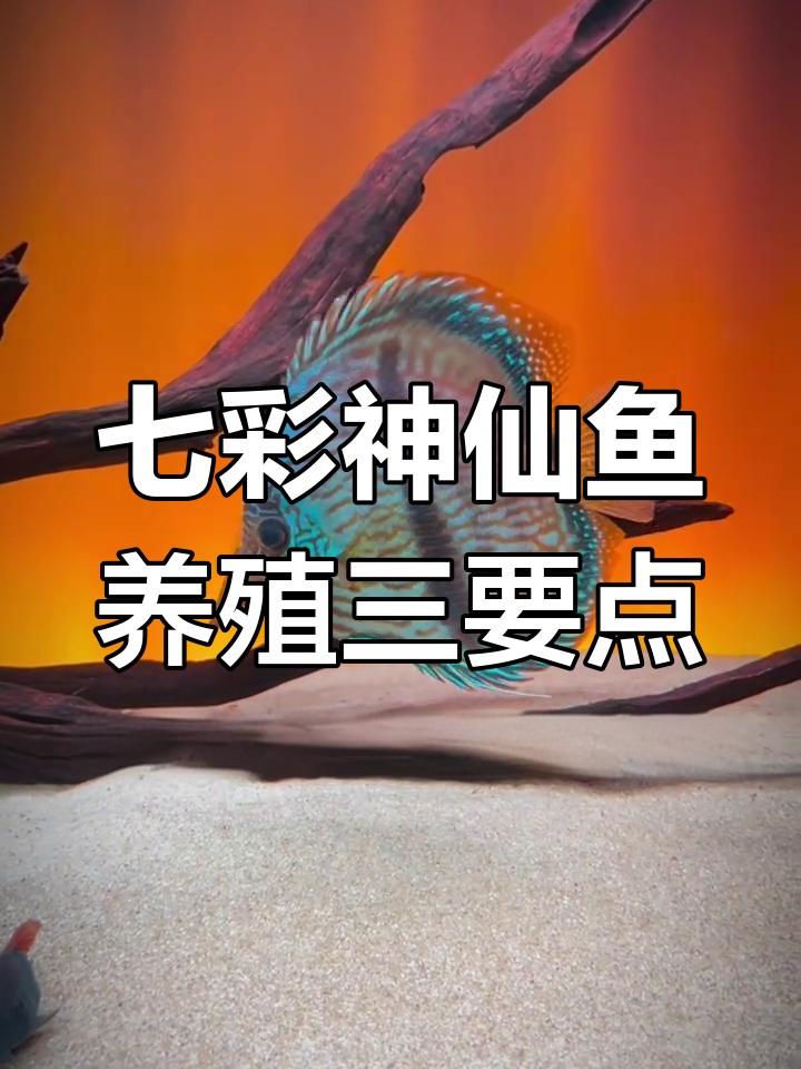 七彩神仙鱼饲养全攻略:水温、水质与喂食技巧