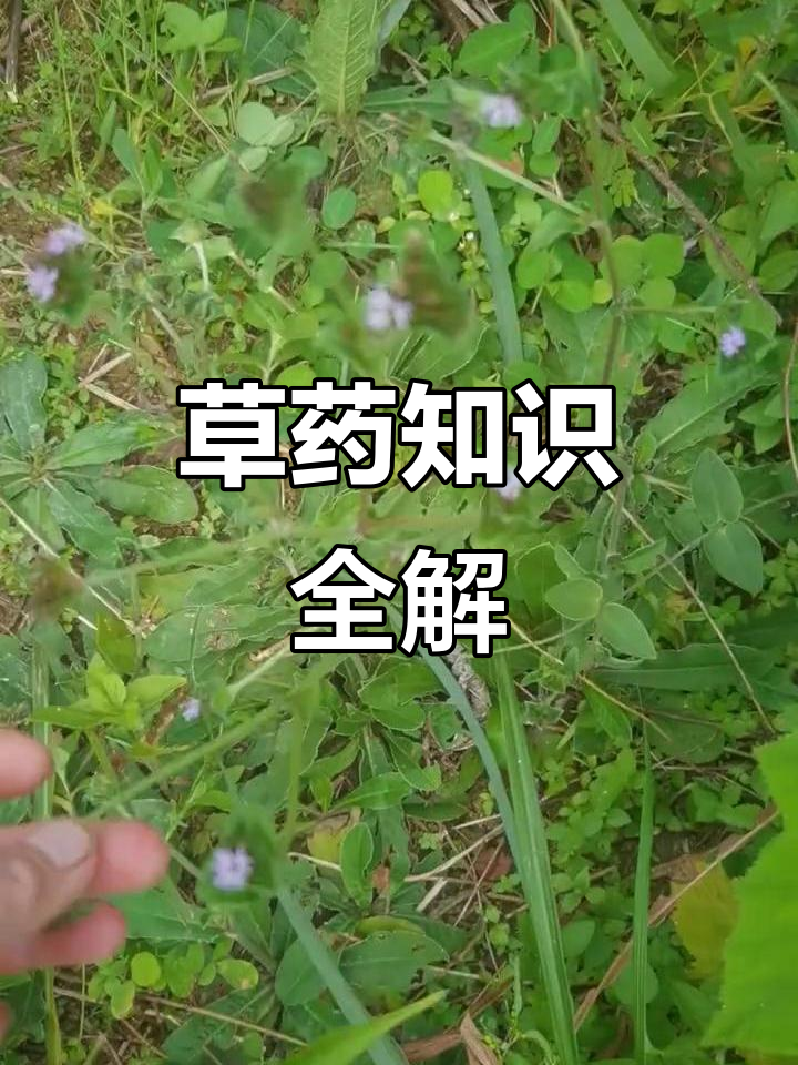 草药大揭秘:从五指毛桃到金钥匙,每一味都是宝藏