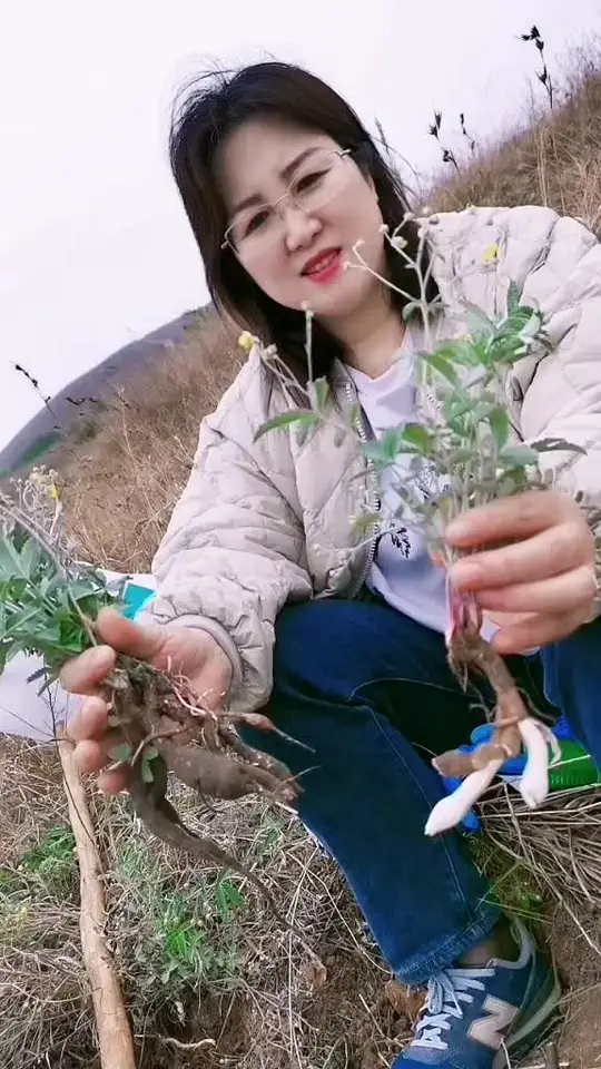 地下长“鸡腿”,老人称鸡腿参,童年美食如今价值珍贵