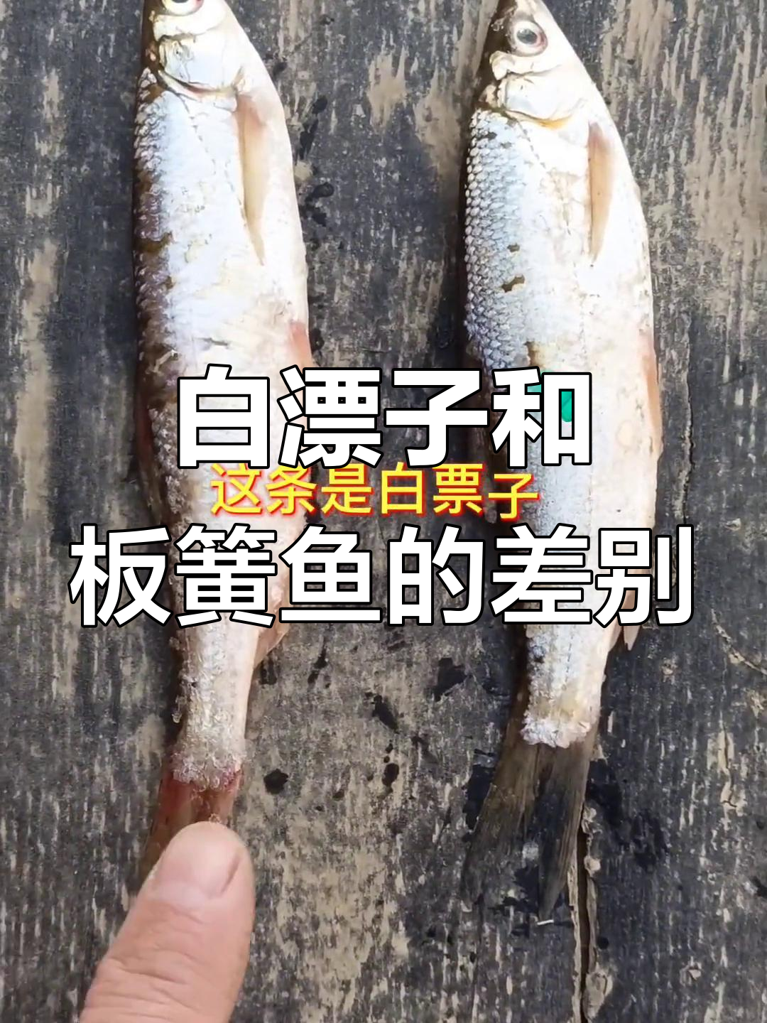 白漂子与板黄鱼,长得像却不同?油炸口感大比拼