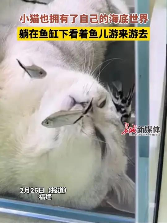 2月26日(报道)福建。小猫也拥有了自己的海底世界,躺在鱼缸下看着鱼儿游来游去