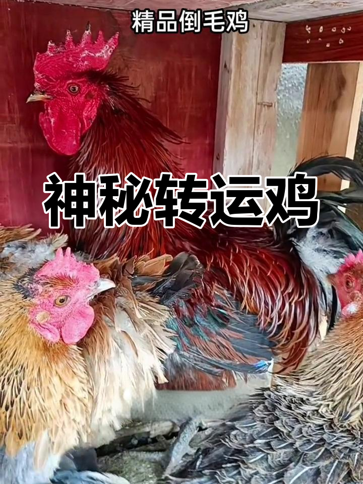 雄鸡啼鸣破晓，黑暗退散，象征希望与转运的神奇之鸟
