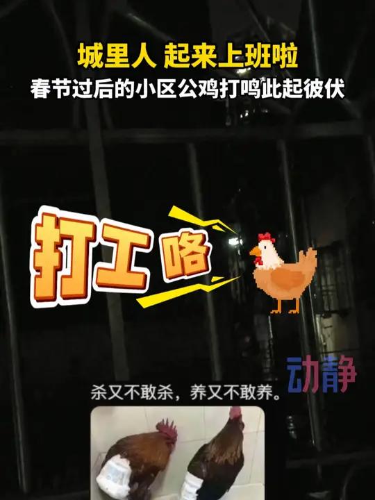 鸡:城里人,起床上班咯~春节过后的小区公鸡打鸣此起彼伏又一大批活鸡被带进城市 来源:金中 