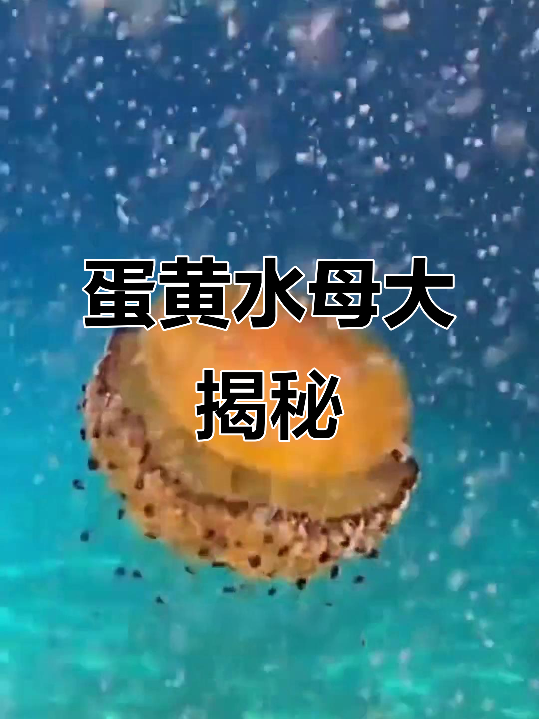 地中海惊现“煎蛋”水母,竟然不是错觉!