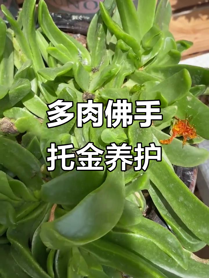 佛手托金多肉养护技巧，轻松搞定开花后的修剪问题
