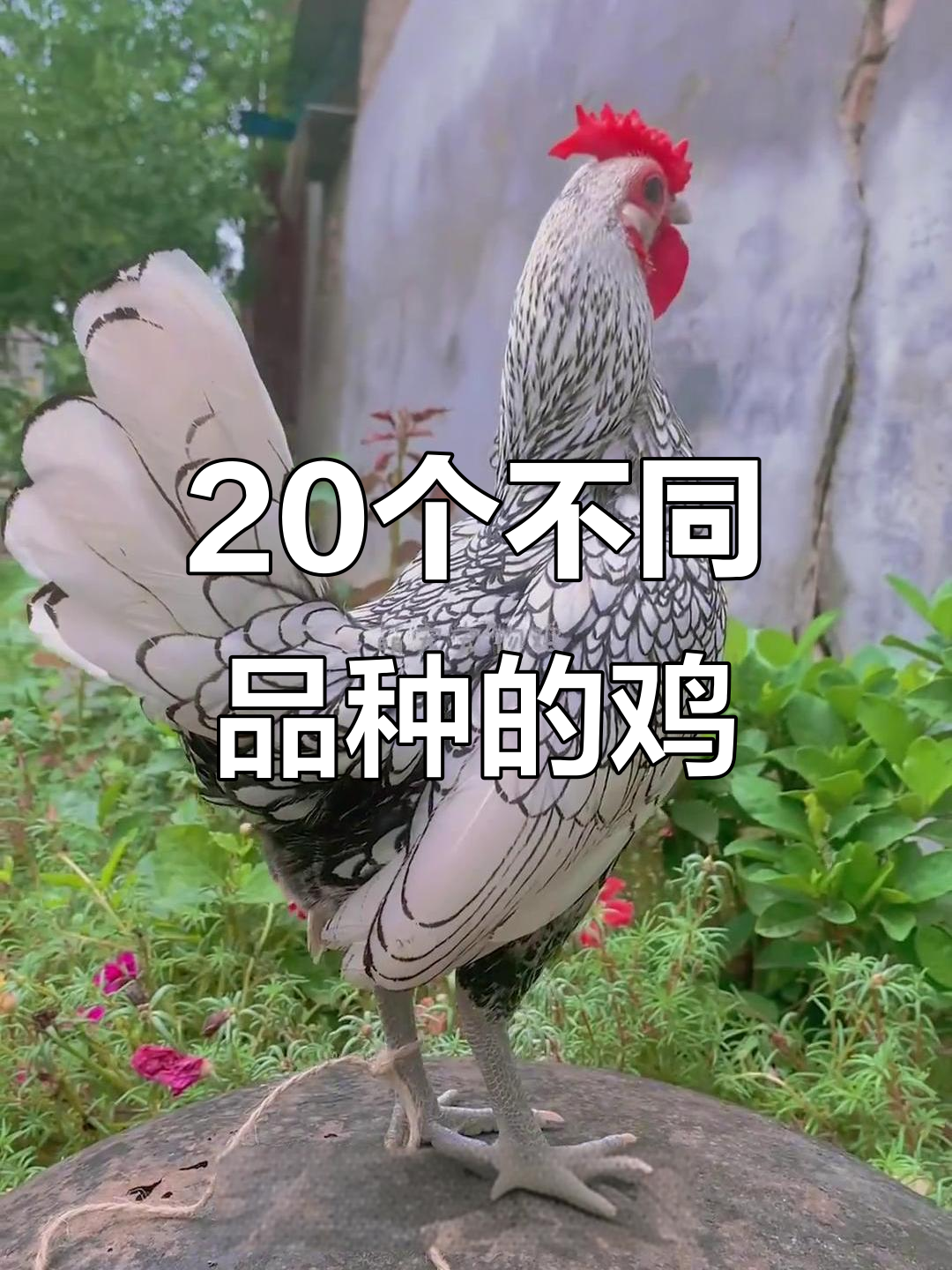 20种奇特鸡品种大揭秘,看看你认识几种?