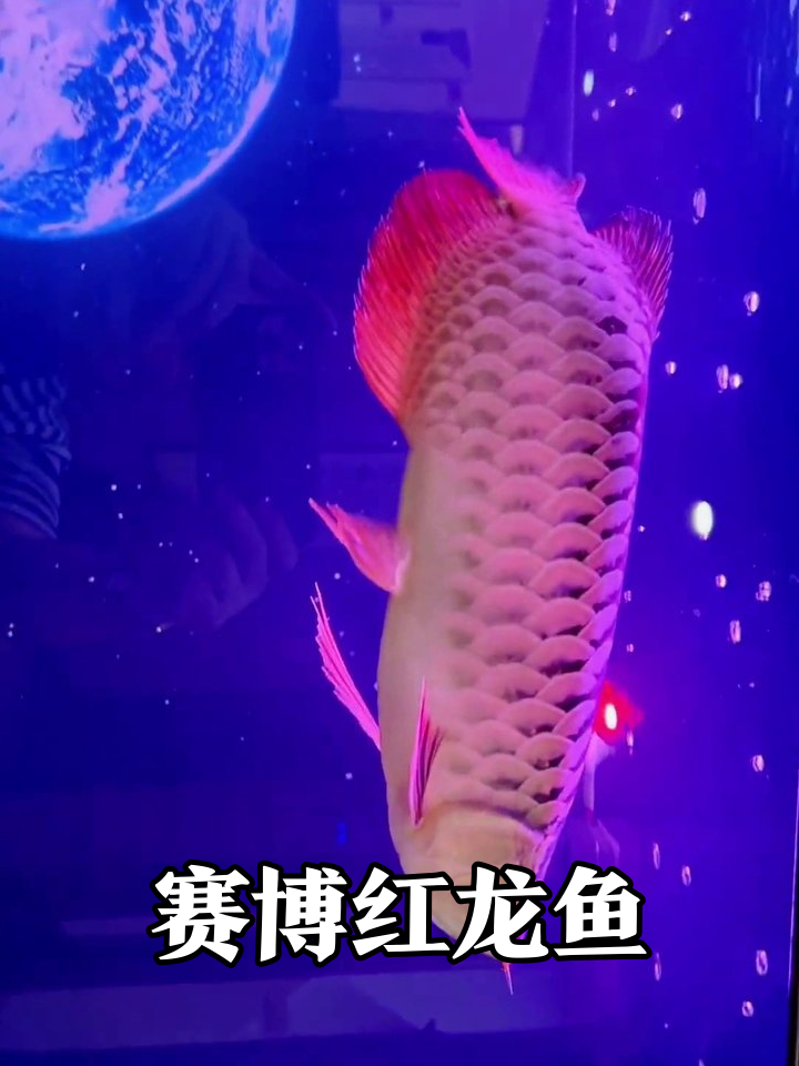 赛博朋克风鱼缸!红龙鱼在地球投影下秒变太空鱼