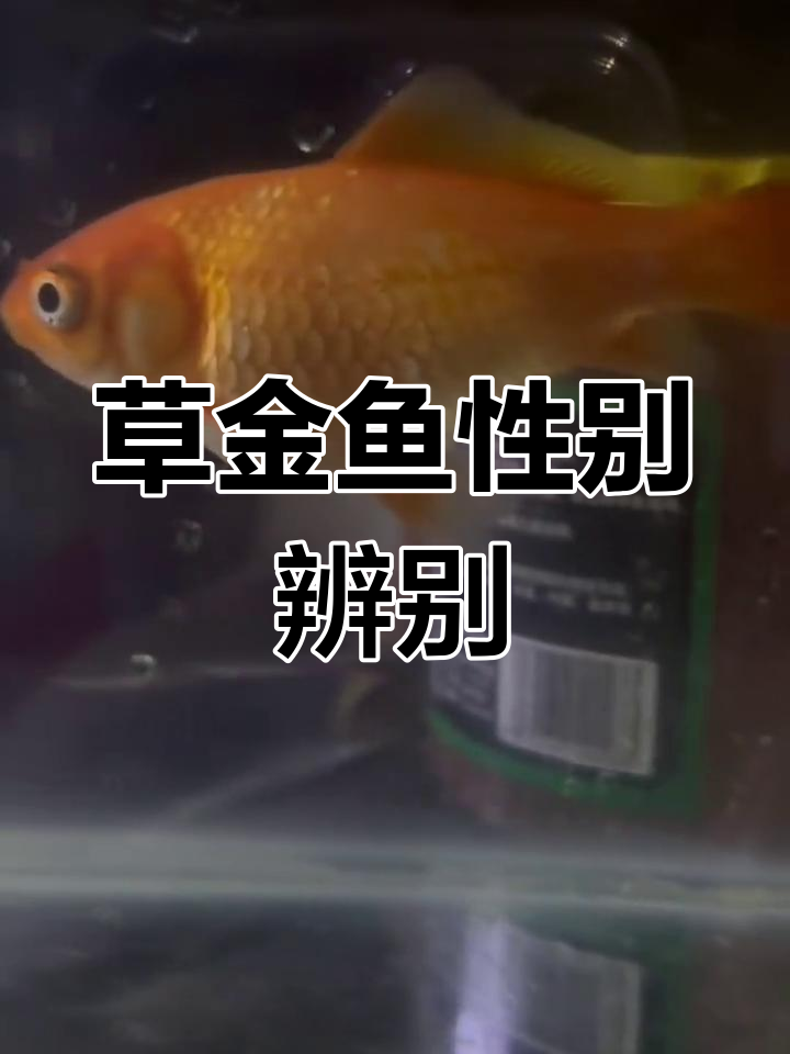如何分辨草金鱼的公母？