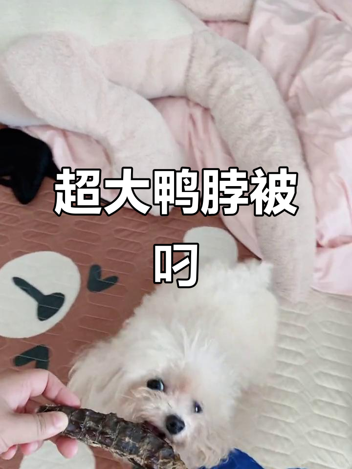 超大鸭脖子被叼走,宝贝太厉害了!