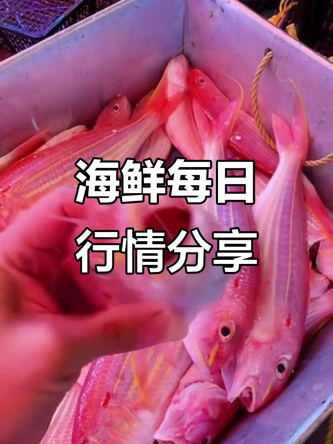 每天海鲜价格大揭秘,皮皮虾、黄花鱼等一应俱全