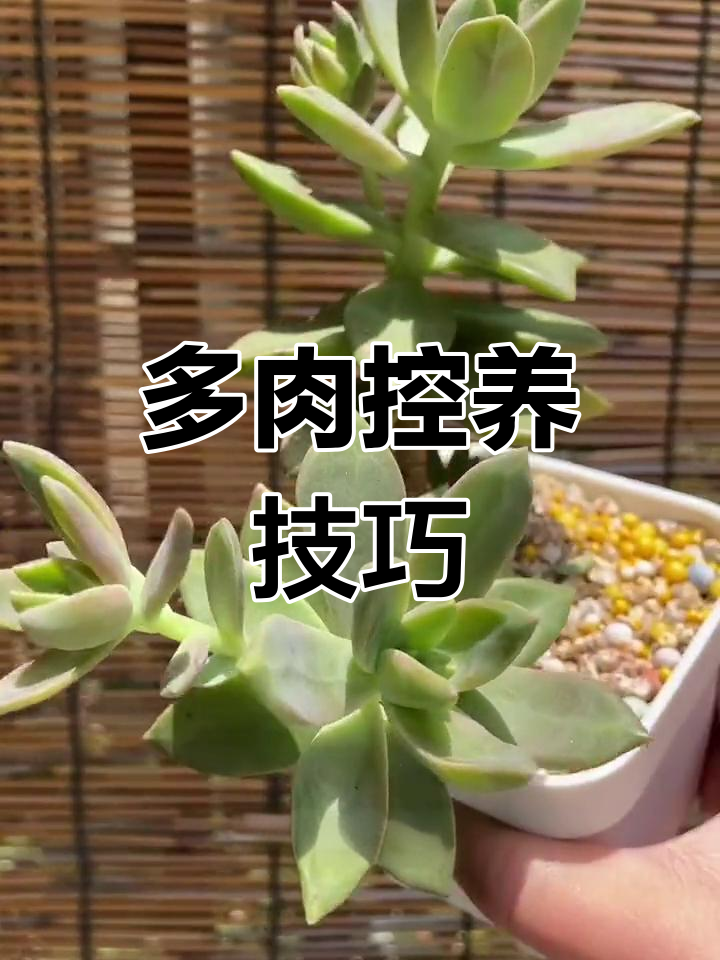 如何控制多肉生长,避免叶片拉长和黑斑病