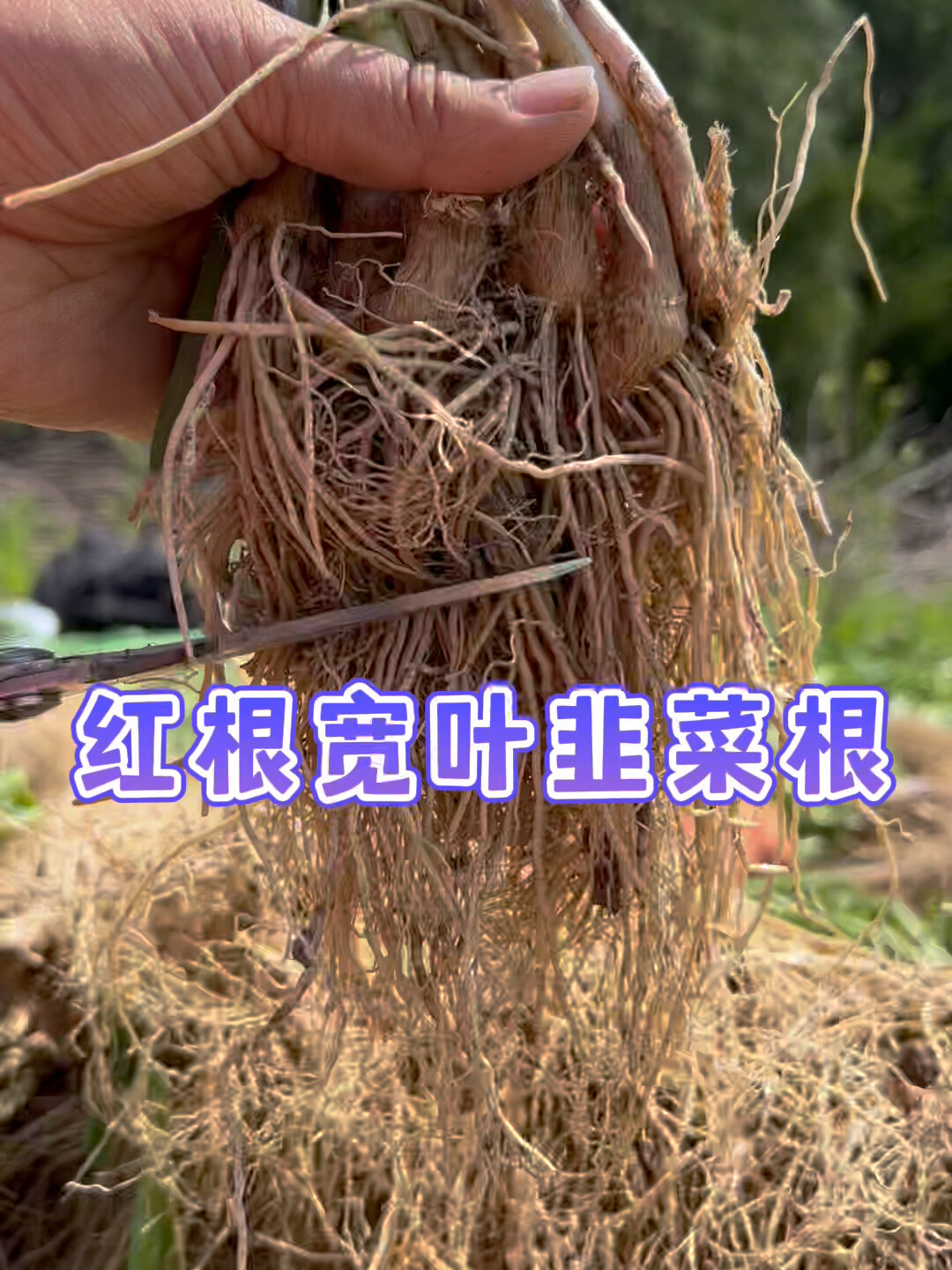 秋季适合种韭菜根,选紫根宽叶韭菜