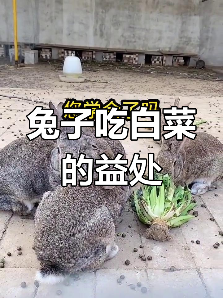 兔子吃白菜的好处,竟然这么多!