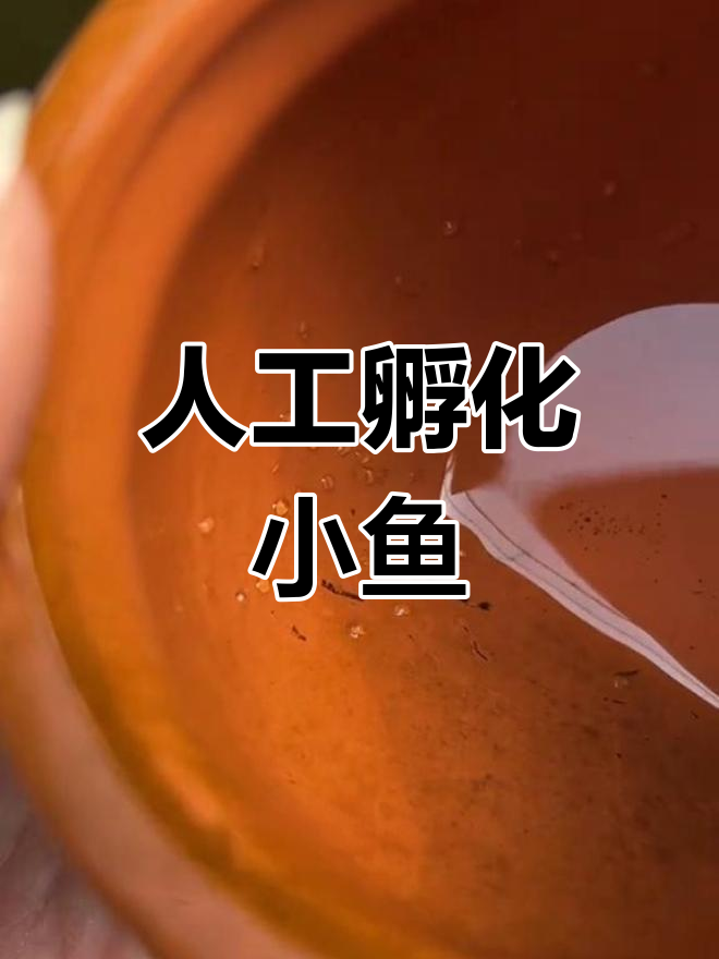 迷你鹦鹉鱼卵孵化全过程
